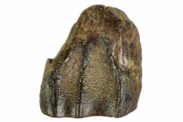 Shed Triceratops Tooth - Montana #109084